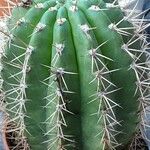 Leucostele terscheckii List