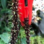 Scutellaria costaricana Owoc