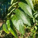 Ailanthus altissima Blatt