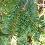 Abies grandis Blatt
