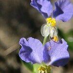 Commelina virginica 花