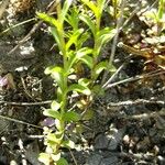 Veronica fruticulosa Autre