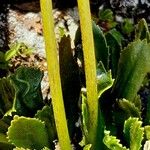 Primula glutinosa Bark