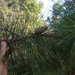 Pinus echinata Habit