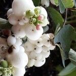 Symphoricarpos albus Fruit