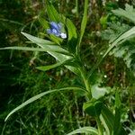 Glandora gastonii Habit