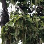 Catalpa speciosa Φύλλο