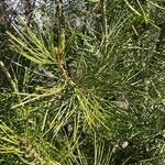 Pinus bungeana ഇല