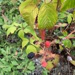 Rubus canadensis Gyümölcs