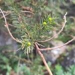 Acacia verticillata Blüte