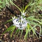 Amsonia ciliata Flower