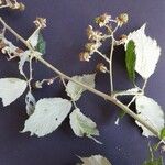 Rubus winteri Anders