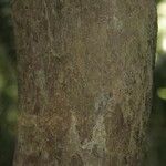 Pouteria reticulata Corteza