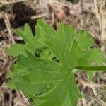 Delphinium tricorne Leaf