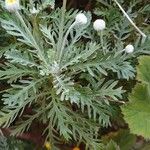 Euryops pectinatus List