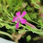 Silene cretica फूल