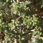Nucularia perrinii Hoja