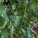 Fallopia dumetorum Φρούτο