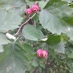 Crataegus coccinea ഫലം