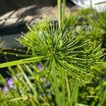 Cyperus haspan Floare