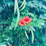 Campsis radicansFrutto