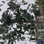 Quercus agrifolia Hoja
