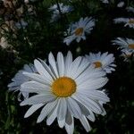 Leucanthemum maximumFlower