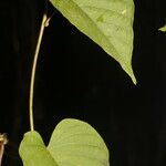 Ipomoea batatoides List