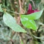 Psychotria suterella Leht