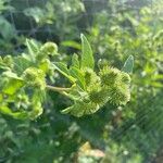 Arctium minusFlower