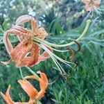 Lilium henryi Flower