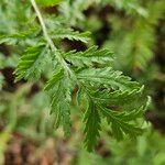 Tanacetum vulgare Leaf