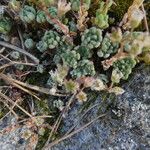 Sedum hirsutum Ekosanga