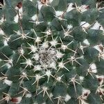 Mammillaria winterae Leaf