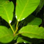 Sloanea laurifolia Leaf