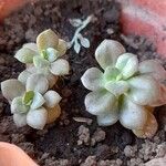 Sedum mendozae 叶