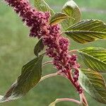 Amaranthus hybridus Blüte