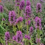 Stachys affinis Flor