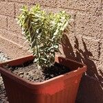 Euphorbia marginata Hoja