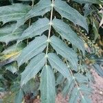 Mahonia x media Leaf