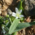 Allium chamaemoly Floro