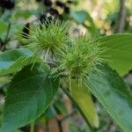 Entelea arborescens ᱡᱚ