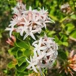 Carissa spinarum Цветок