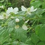 Rubus nessensis Flower