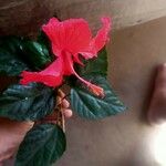 Hibiscus rosa-sinensisBlomma