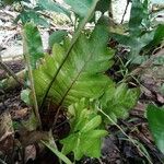 Drynaria quercifolia Φύλλο