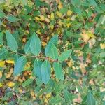 Hypericum kouytchense Leaf