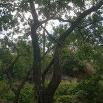 Terminalia macroptera Corteza