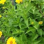 Heliopsis helianthoides Natur