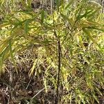 Phyllostachys aurea Plante entière